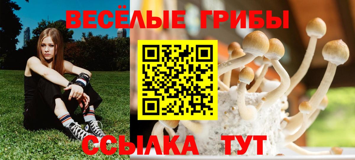 Псилоцибиновые грибы Cubensis Краснознаменск